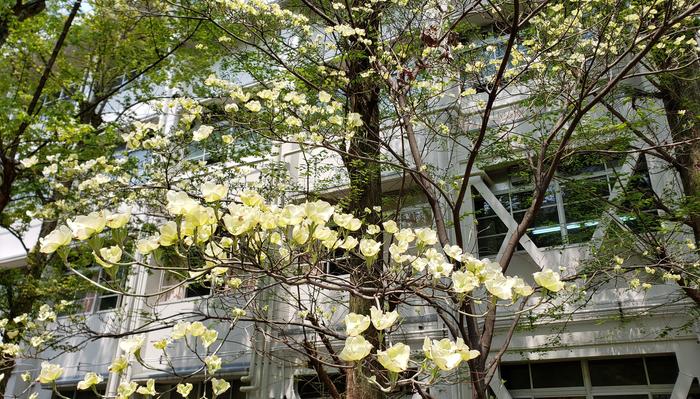 4月16日(木)中庭は、桜からハナミズキの季節に移り替わりつつあります。~学校休業が続いていますが...