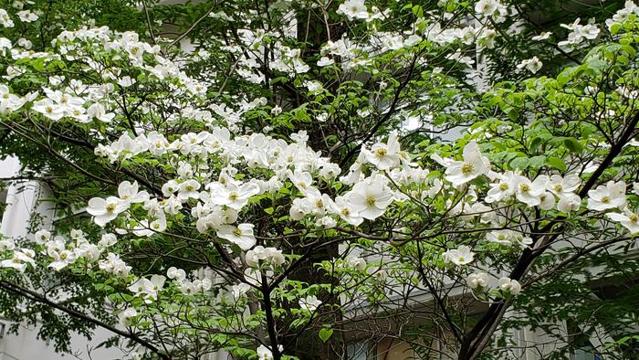 4月25日(木)1年生は5限に体育館で交通安全の講義~外部講師から自転車利用時の安全等について~