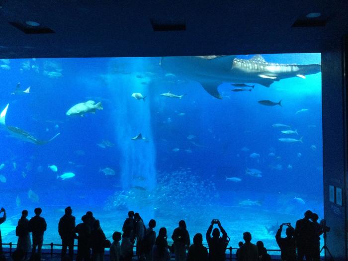 3月22日（月）第44期修学旅行第1日 1、2、3、4、6、7組も、美ら海水族館を見学