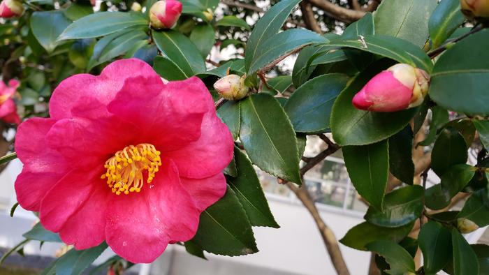 12月4日（水）中庭の獅子頭山茶花（シシガシラサザンカ）：寒椿（カンツバキ）が見頃です。