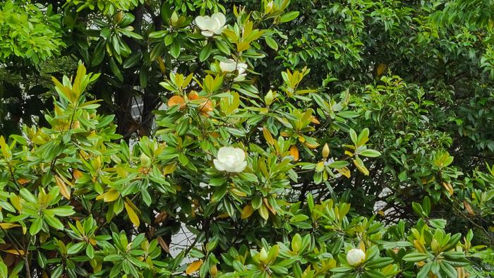 5月28日(金)今日は、「梅雨の晴れ間」です。~TGIF~