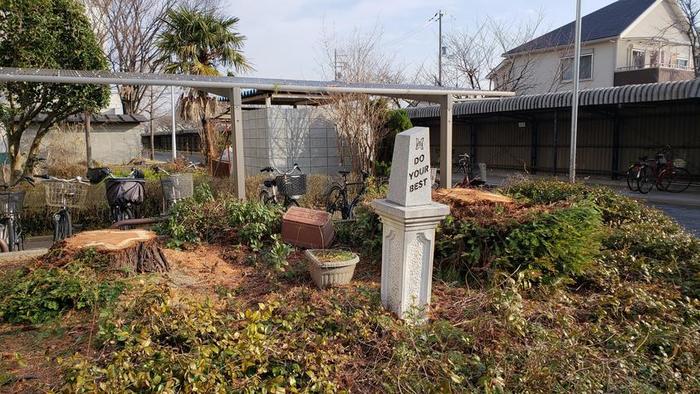 2月25日(月)台風で大きな被害を受けたセンペルセコイアを止む無く伐採