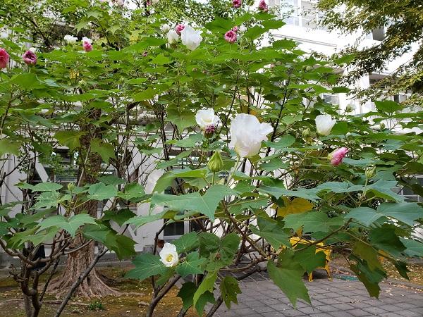 10月22日(月)全HR教室を含む31の教室に、電子黒板機能付きプロジェクターを設置