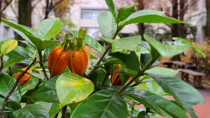 12月9日(木)今日から2学期の学期末考査