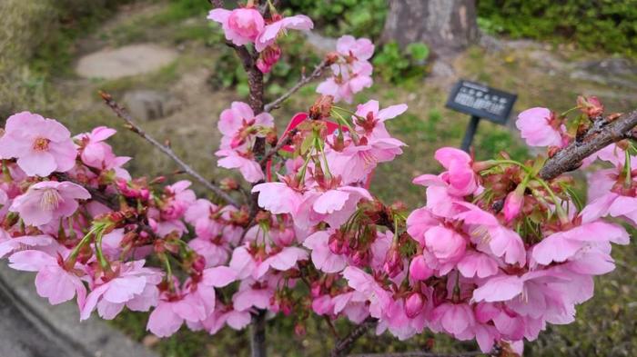 3月31日(木)桜の植樹をしました。