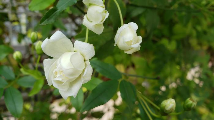 4月16日(木)先生方の在宅勤務が始まりました。