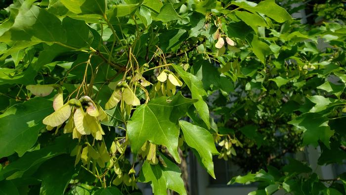 7月8日(月)明日から第1学期末考査です