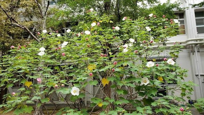 10月11日（金）中庭の酔芙蓉（スイフヨウ）が良く咲いています。