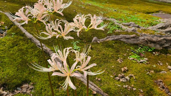 9月13日（月）中庭に曼珠沙華（彼岸花）が咲き始めていました。