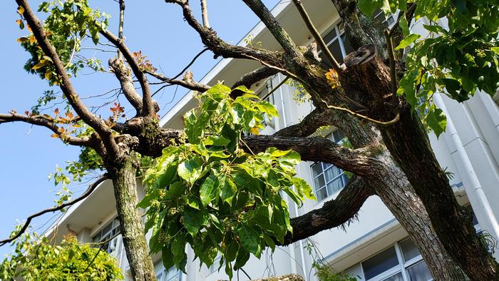 5月13日(月)生徒の遅刻が大幅に減りました~時間ギリギリの登校は昔の風景に~