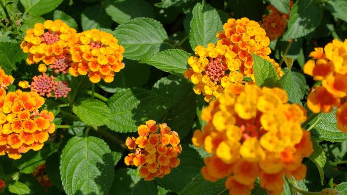 6月17日(水)晴れの日の中庭は、女子生徒で花盛りに