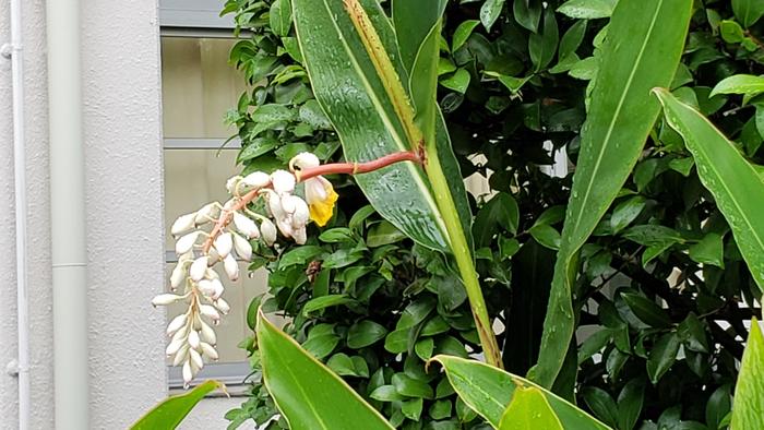 6月30日(火)月桃の花が咲きました
