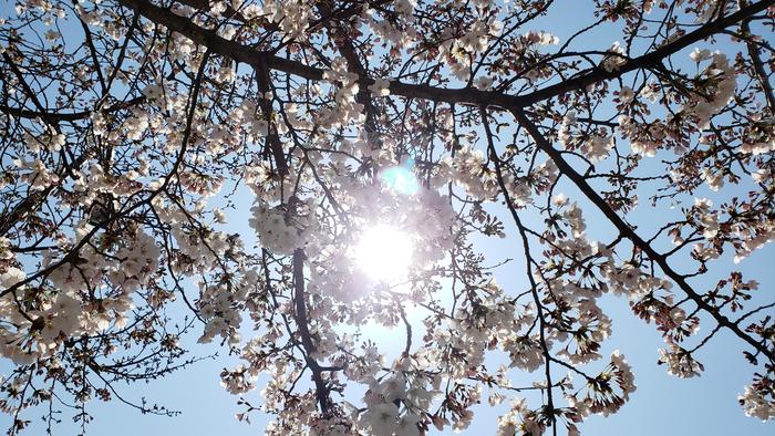 4月8日(月)平成31年度入学式を挙行~校長式辞~