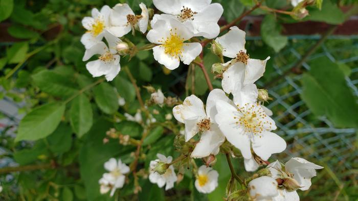 5月12日(火)分散登校3年生第2陣が始まりました。