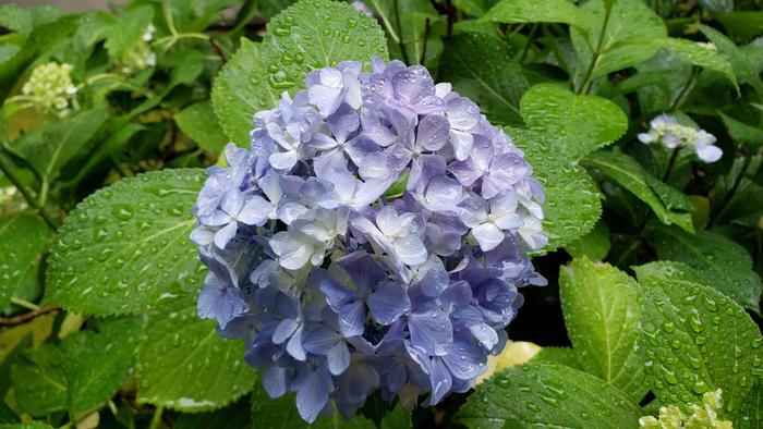 6月11日(木)雨模様になりました。雨合羽姿での自転車登校の生徒が増えてきます。
