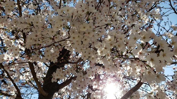 4月8日(月)平成31年度第1学期始業式~校長メッセージ~