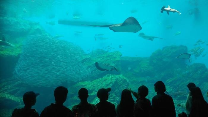 10月19日（金）修学旅行第四日目 ２組は、うみの杜水族館にいます
