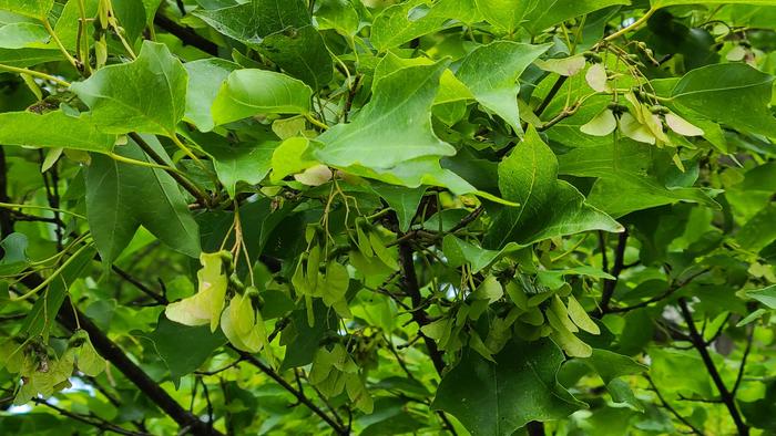 7月1日(木)雨の朝です。期末考査まで5日、教室も図書室も早朝自習の生徒が多くいます。