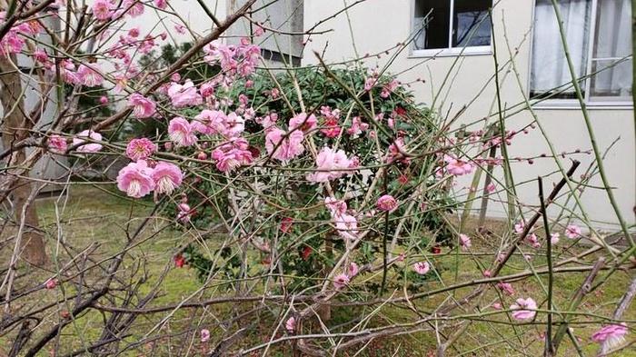 1月31日（金）午後は大阪府教育センターで行われた「安全衛生管理者研修会」に出席しました。