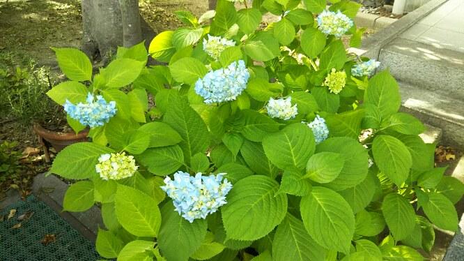 5月28日(月) 教育実習生を迎え入れ