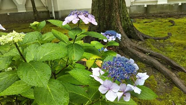 6月20日(水) 今日は、牧野高校は、午後(第5限)から授業を行います。