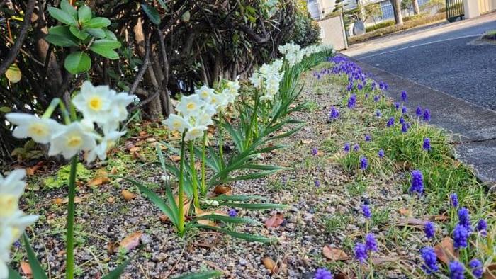 3月24日(木)職員会議でお花をもらいました。