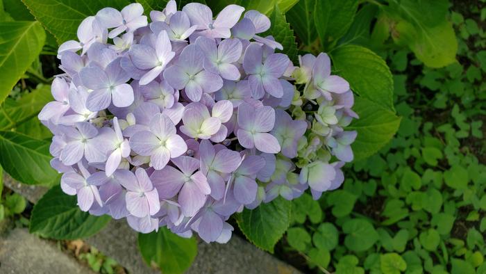 6月11日（火）2限と3限に教育実習生の行う理科・物理と国語・古典の研究授業を見学