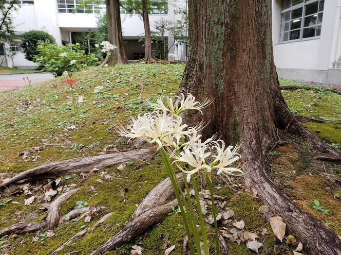 9月14日(金)中庭には曼珠沙華。校長室に女子バスケットボール部が来訪〜3年生の引退報告と新キャプテンの紹介で〜