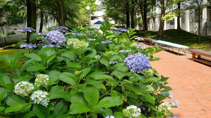 6月15日(月)部活動も開始。