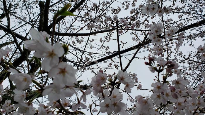 4月8日の入学式は新入生と教職員で行います。保護者のご参列はお控えいただきますので、ご理解とご協力をお願いします。