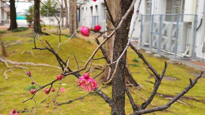 1月13日(木)冷たい風の吹く寒い日~中庭の紅梅が花を咲かせています。