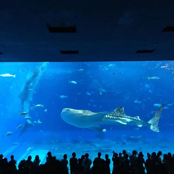 10月17日（木）43期生修学旅行第1日目 美ら海水族館で