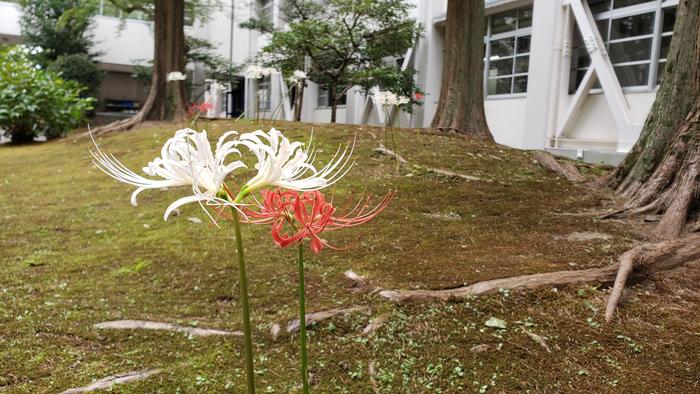 9月27日(金)中庭の曼殊沙華(ヒガンバナ)が満開です。