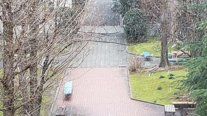 2月6日（木） 中庭に雪の華が舞っていました。