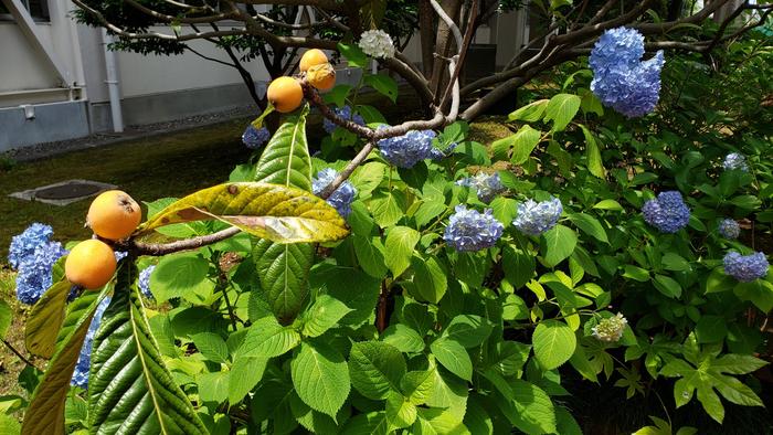 6月5日(水)PTAの給水支援に感謝~体育祭⑬