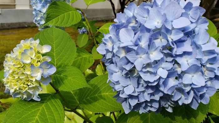 6月3日(水)生徒の登校を正門で見守りました。