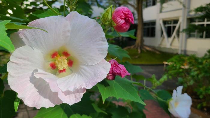 9月27日（月）部活は順調に勝ち上がっています。中庭の酔芙蓉も盛りを迎え満開です。