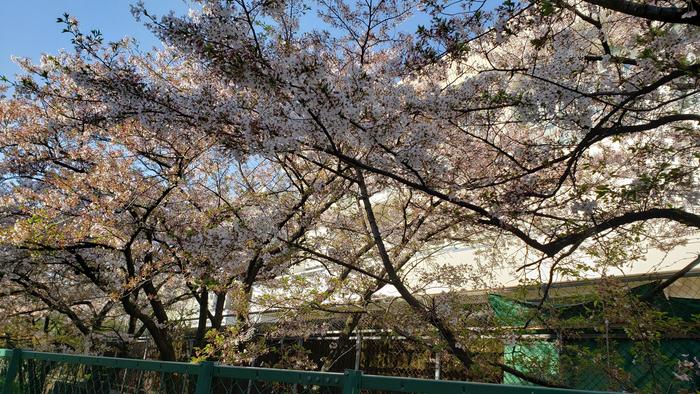 4月16日（木）一週間前は自転車置き場の裏の桜が咲き残っていました。～入学式までは頑張ってくれていましたが...