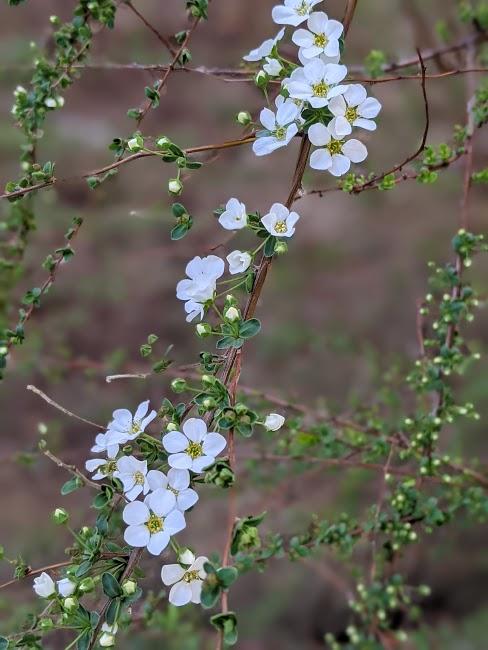 鳥と花