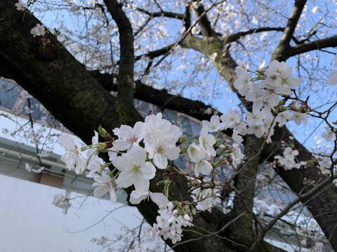 桜２.JPG