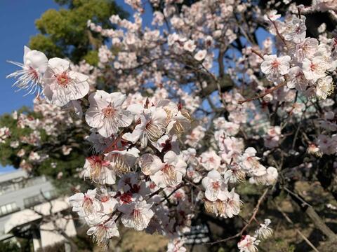 梅の花１.JPG