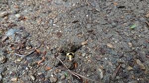 芽生え4.jpg