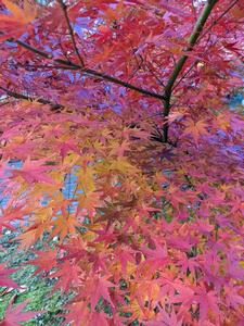 PXL_20251204_カエデ紅葉.jpg