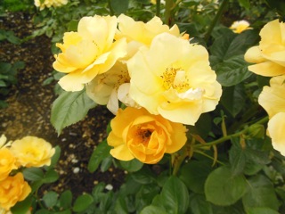 DSCN0058.JPG