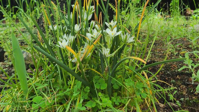 4月23日（火）今朝は登校には生憎の雨ですが、花壇に植えた球根や草花には恵みの雨です。
