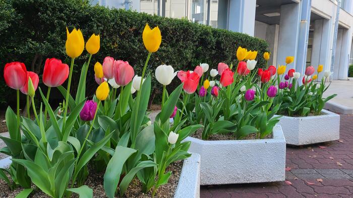 4月4日（火）自治会執行部の生徒の皆さんが育ててくれたチューリップが花の盛りを迎えています。
