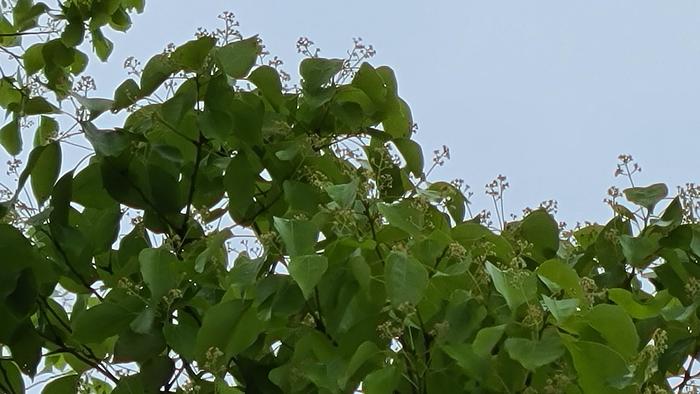 5月13日（金）ピロティ西側の楠も花の盛りを迎えて芳香を漂わせています。
