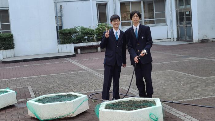 11月20日(水)早朝に自治会の生徒が来年の入学者歓迎のチューリップを育てていました。