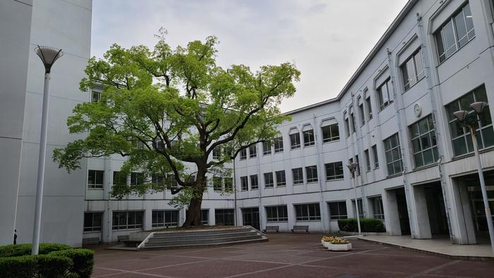 5月12日（木）中庭のシンボルツリーである楠の状態等について樹木医さんから説明していただきました。