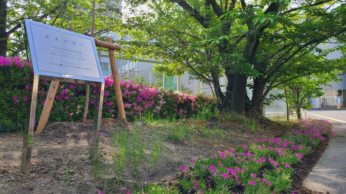 4月20日(木)正門アプローチの芝桜とツツジが色を揃えて登校する生徒を迎えています。